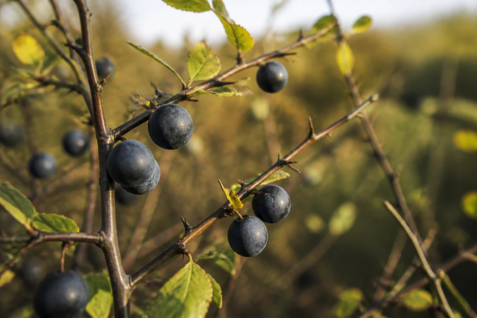 Prune sauvage toxique : ce qui est dangereux (et ce qui ne l’est pas)