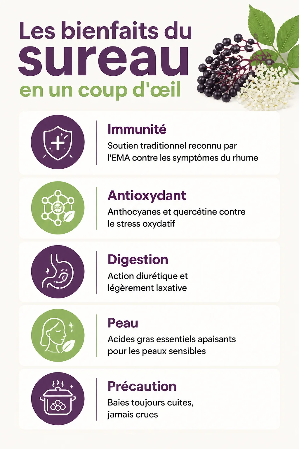 Les bienfaits du sureau en un coup d'œil : Immunité, Antioxydant, Digestion, Peau, Précaution